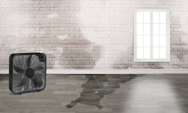 Best Mold removal after water damage  in North Lauderdale, FL